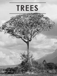 tree gallery image