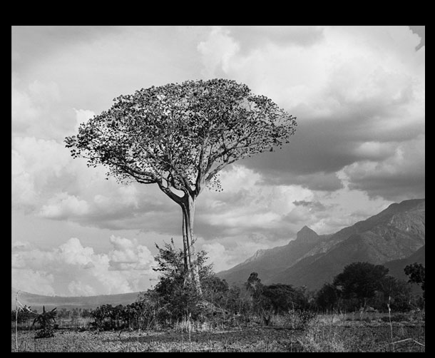 big tree
