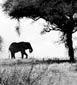 Acacia tree and elephant
