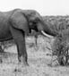 Baobab tree and elephant