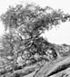 Boscia Albitrunca