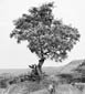 Camel Thorn