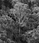 Croton