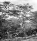 Fever Tree