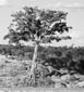 Ficus at Hippo Pool