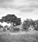 Ficus Lutea Koppe