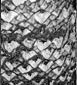 Kei Cycad Bark