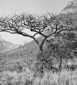 Kiaat and Bushwillow