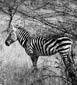 Kirkii Acacia