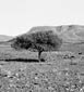 Maerua and Welwitschia
