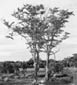 Mopane