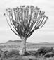 Quiver Tree Portrait