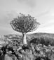 Quiver Trees