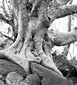 Rock Fig Detail