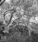 Rock Fig Portrait