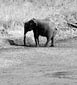 Tarangire River