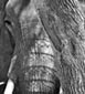 Tree/Trunk