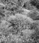 Winter Acacia
